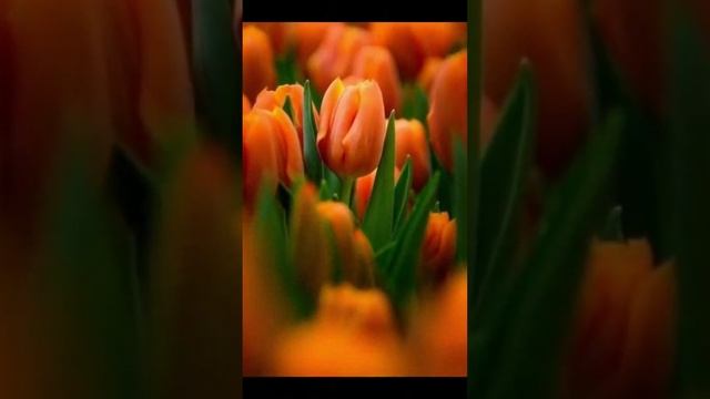 Felicirari cu prima zi de Primavara!❤️❤️💕❤️💘🌷🌷🌷