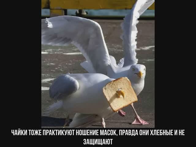19 провально смешных снимков дикой природы от людей, которые думали, что фотографировать животных ле