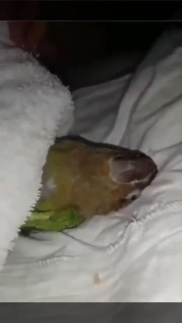 Попугай Кеша