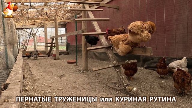 Куры несушки свободного выгула и их обычная куриная рутина – эпизод (62)
