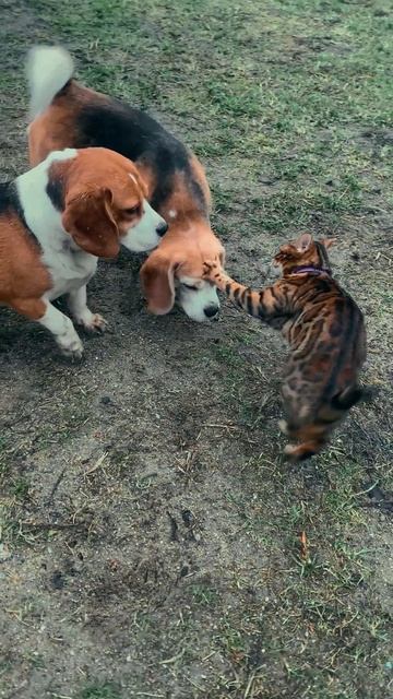 #Смешныеживотные