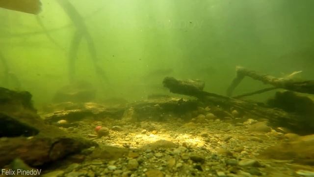 Гигантский карп подводная съемка