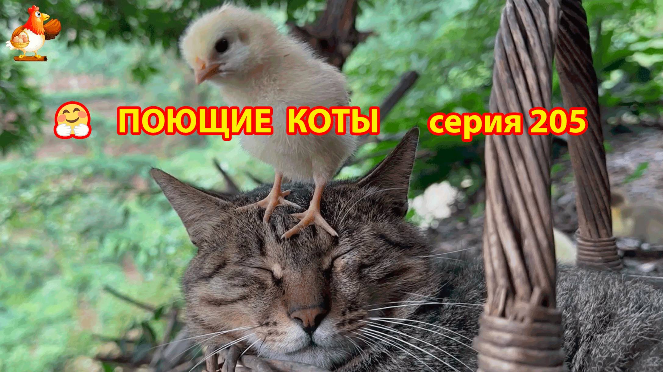 Крутые коты у птичьего двора серия (205) 🐈🐈😹 Природа Абхазии и подворье с птицами и животными ❣