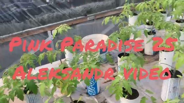 Помидоры Пинк Парадайз 25