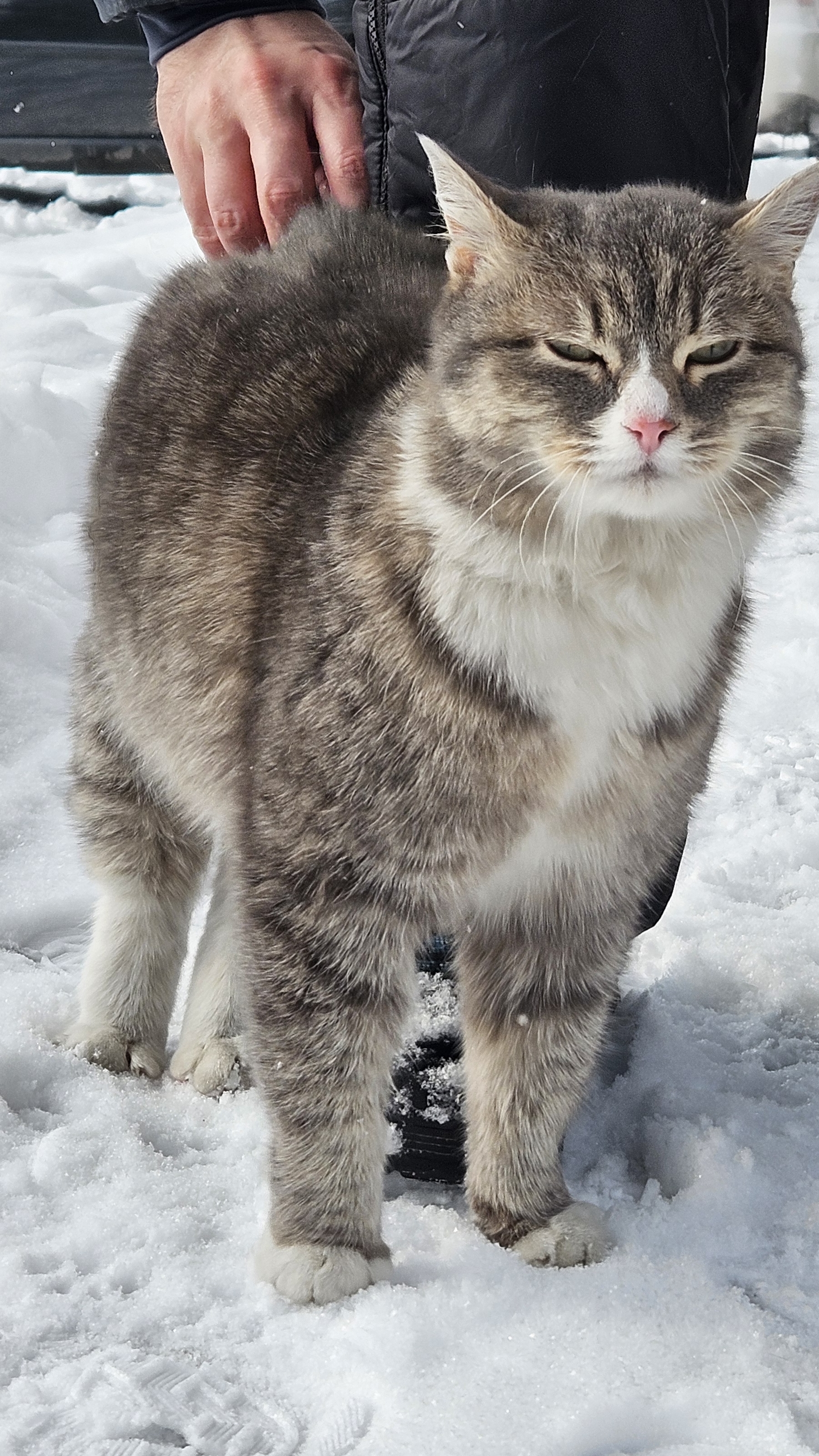 котик