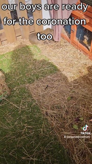 #cavies #coronation #guineapig #love #rescue #viral #viralvideo #cavy #rescueanimals #coronationday