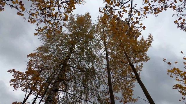 Звуки природы. Осенние шумящие деревья. Падающая листва. Лесной пейзаж.