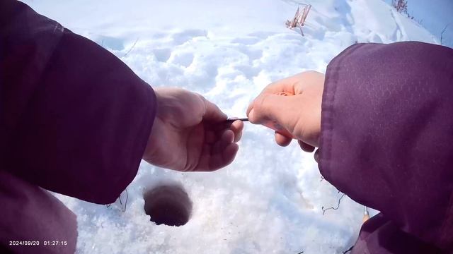 Рыбалка на мормышку с мотылем🎣 Оснастка: Леска 0,068 мм. Мормышка 2,0 мм.