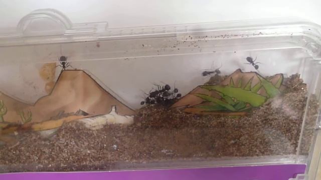 HORMIGAS