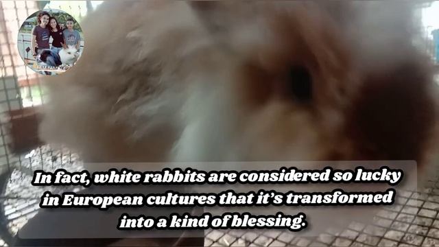 Rabbit symbolism meaning #rabbitfarming #family