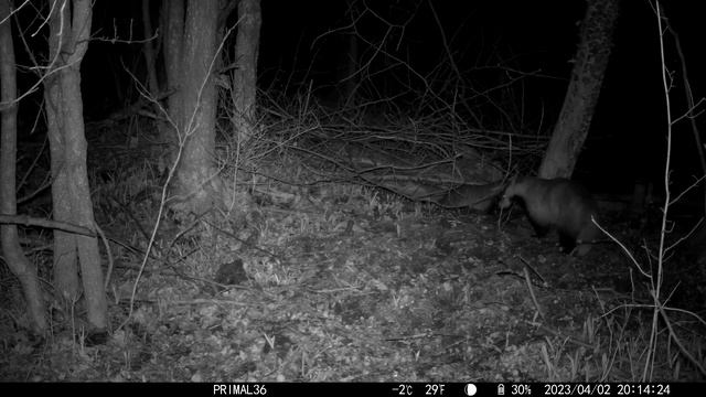🦡 барсуки / фотоловушка sjcam m50