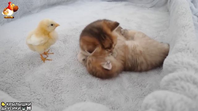 Утята и Цыплята - Кошки и котята (218) Хвостики да Усики ❣️🥰😂