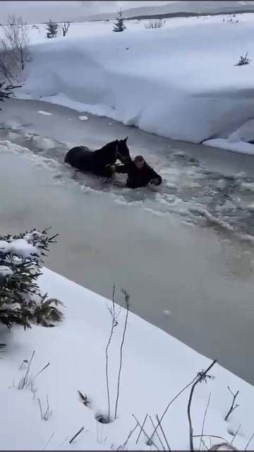 Спасение лошади в Сахалинской области