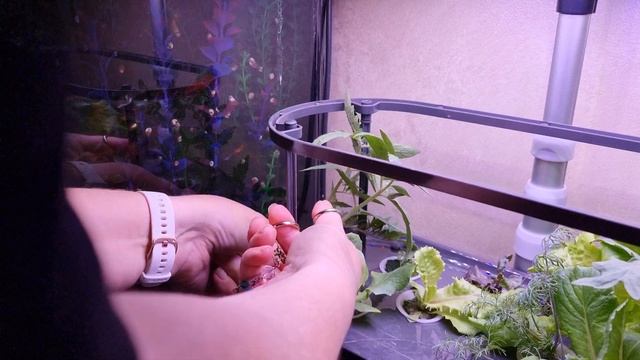 Помидоры к новому году. Спасаем помидоры. Эпик Фейл с Aerogarden