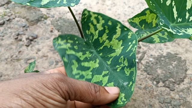 military caladium 170/-whtsp 9847405270