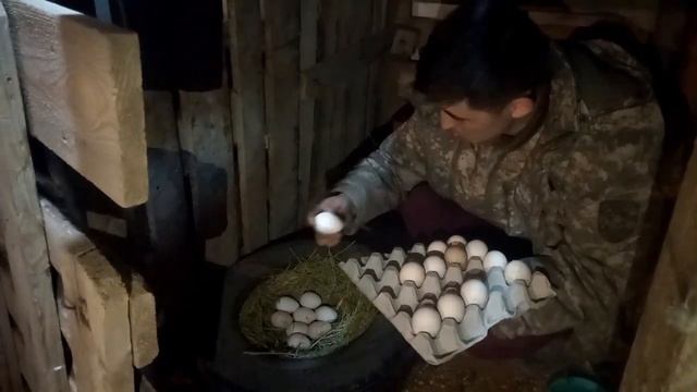 Күркені ұяға жатқызу...