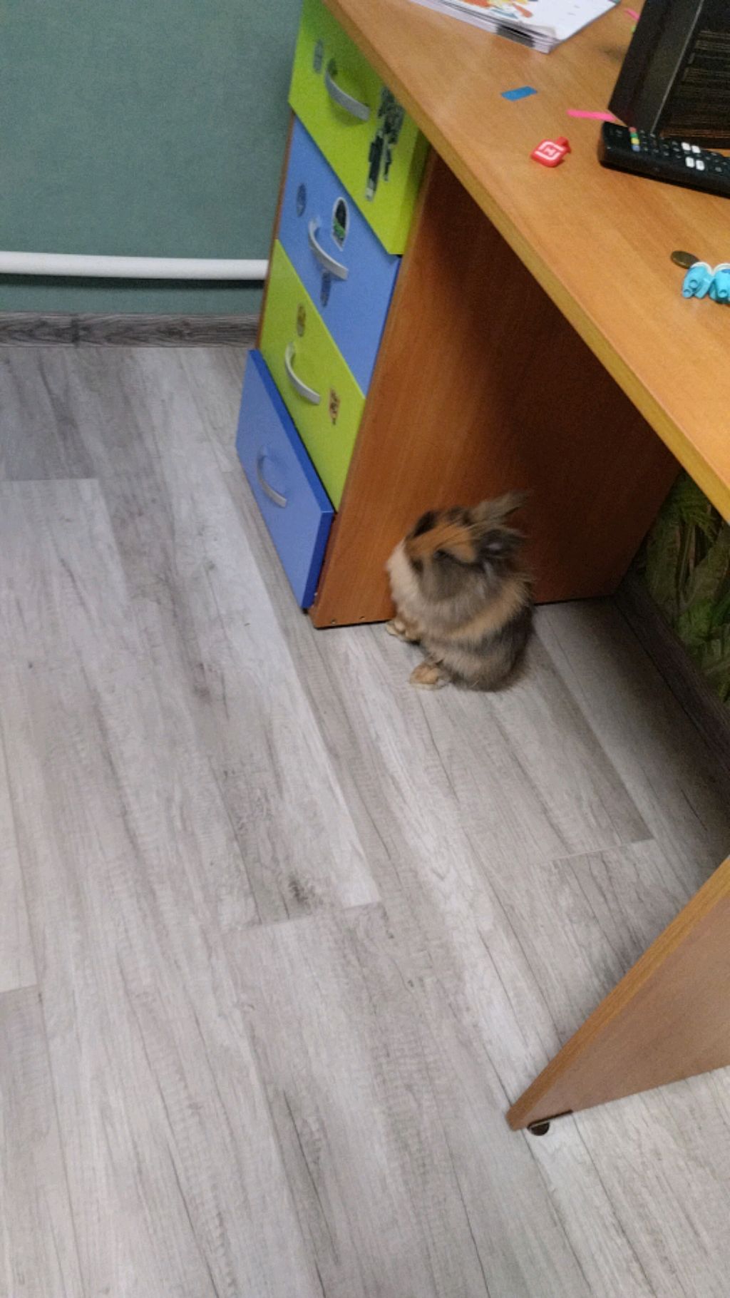 мой кролик