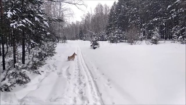 Зимние пейзажи