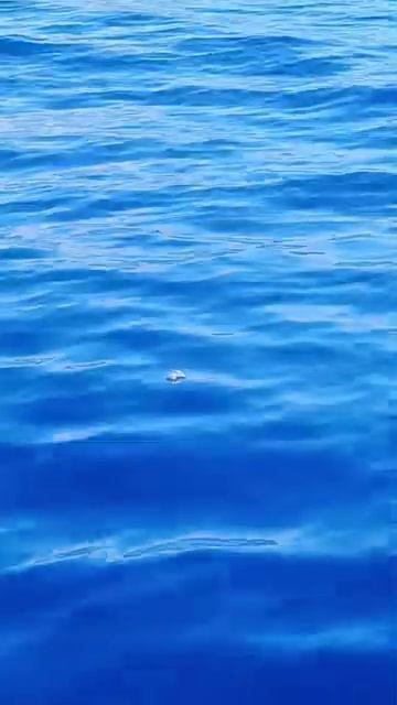 Делаю как стоячего !!! Трансатлантика №10 ⛵️Бермудский треугольник