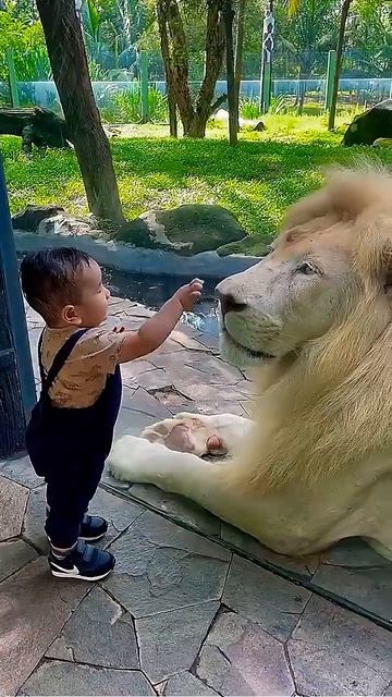 Boy Touches Lion’s Nose! 🦁 Mind-Blowing Zoo Moment #Shorts #viral #viralvideo