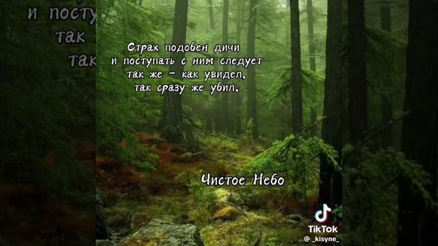 Цитаты из котов воителей 2-ч