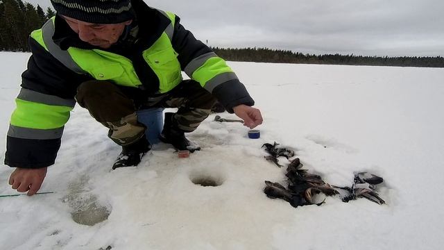 Бешоный клёв.