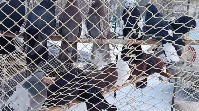 Ярмарка выставка.голубей г Борисоглебск 1.03.25.