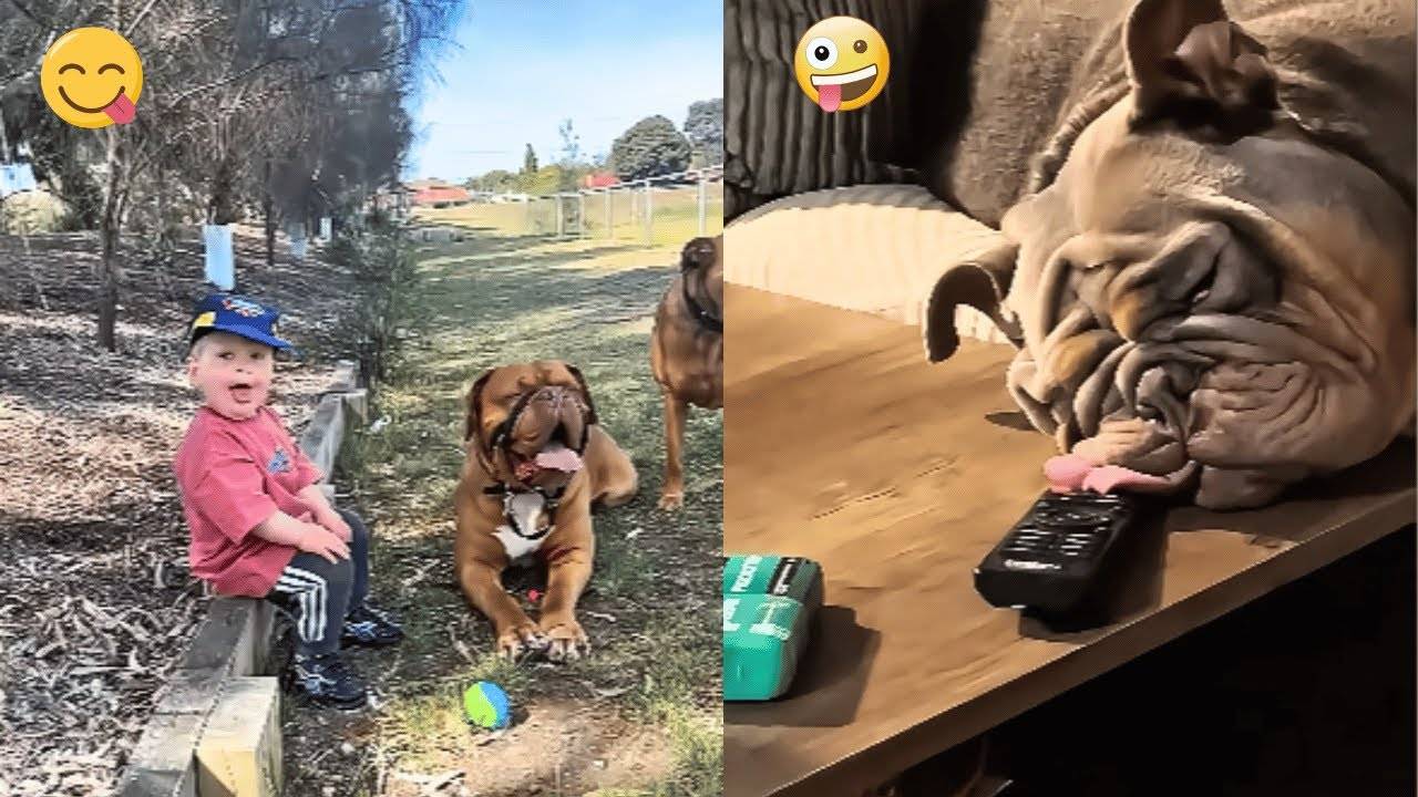 Смешные видео о домашних животных 😂 Самые смешные КОТЫ😺 и СОБАКИ🐶 2025 года!