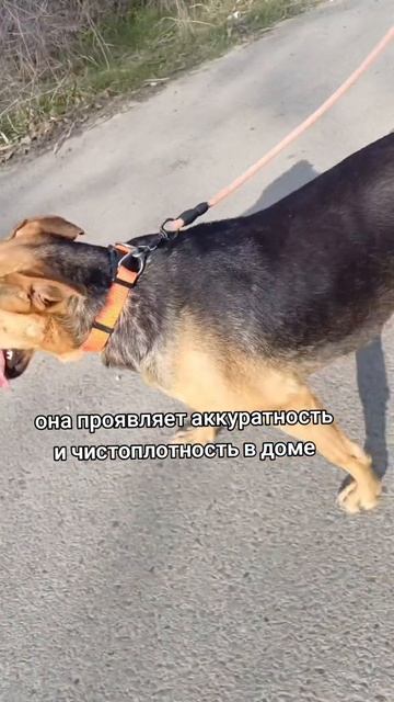 НикаБуся ищет дом.
