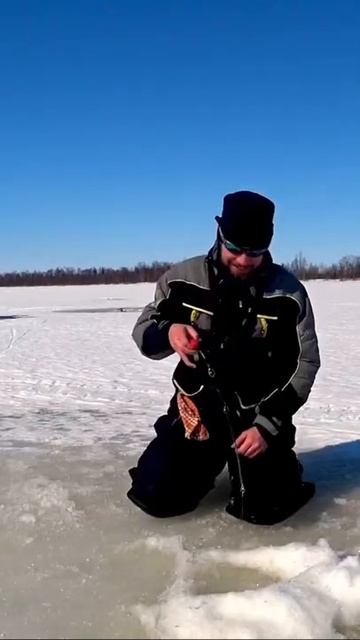 Крупная_щука_на_вертикальную_блесну_short_shorts