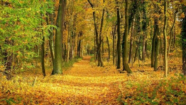 ЗВУКИ ШЕЛЕСТА ЛИСТВЫ в Лесу. Шум Листвы