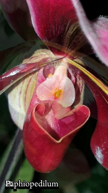 Paphiopedilum