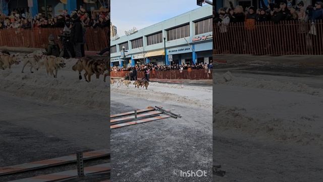 Гонки хаски на Аляске!!! Я опять на Аляскинском мероприятии!!