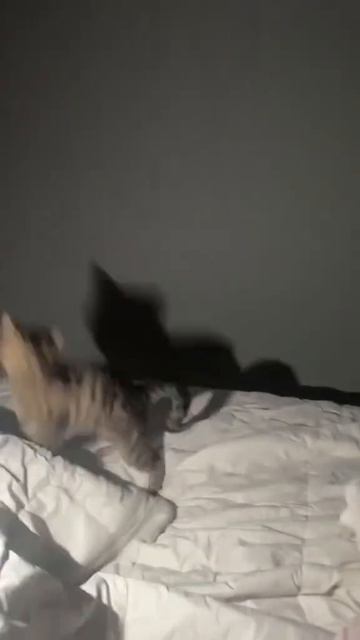 Бой с тенью