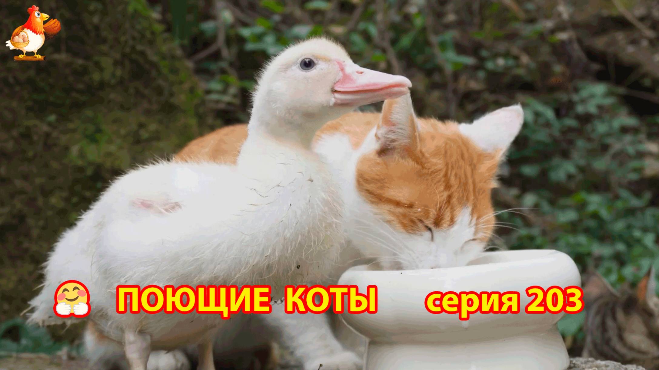 Крутые коты у птичьего двора серия (203) 🐈🐈😹 Природа Абхазии и подворье с птицами и животными ❣