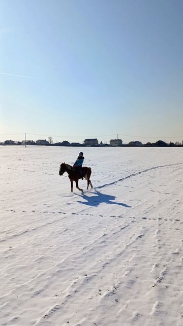 Наталья и Каспер, галоп в поле.  #horse, #equestrian, #лошади, #pony, #конный спорт.