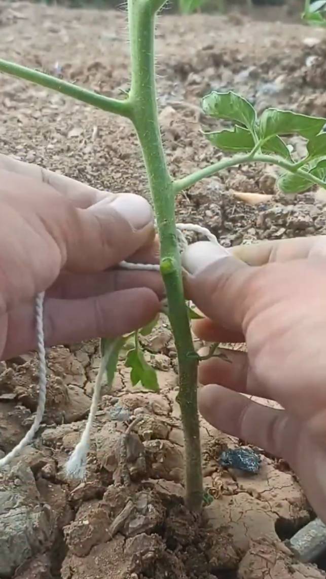 🍅Надежный способ подвязки помидоров! #shorts #garden #советы