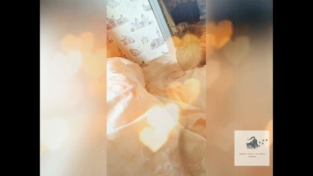 Смешные кошки. Приколы с котами. Что же творится у нас с утра! Мягкие лапки