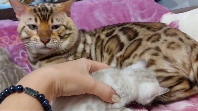 8-903-874-58-21 Бенгальские котята. Вязка с Чемпионом