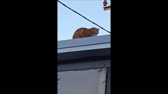 Кот. Фокс