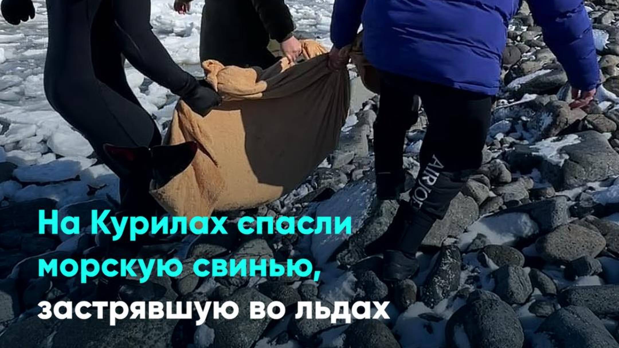 На Курилах спасли морскую свинью, застрявшую во льдах