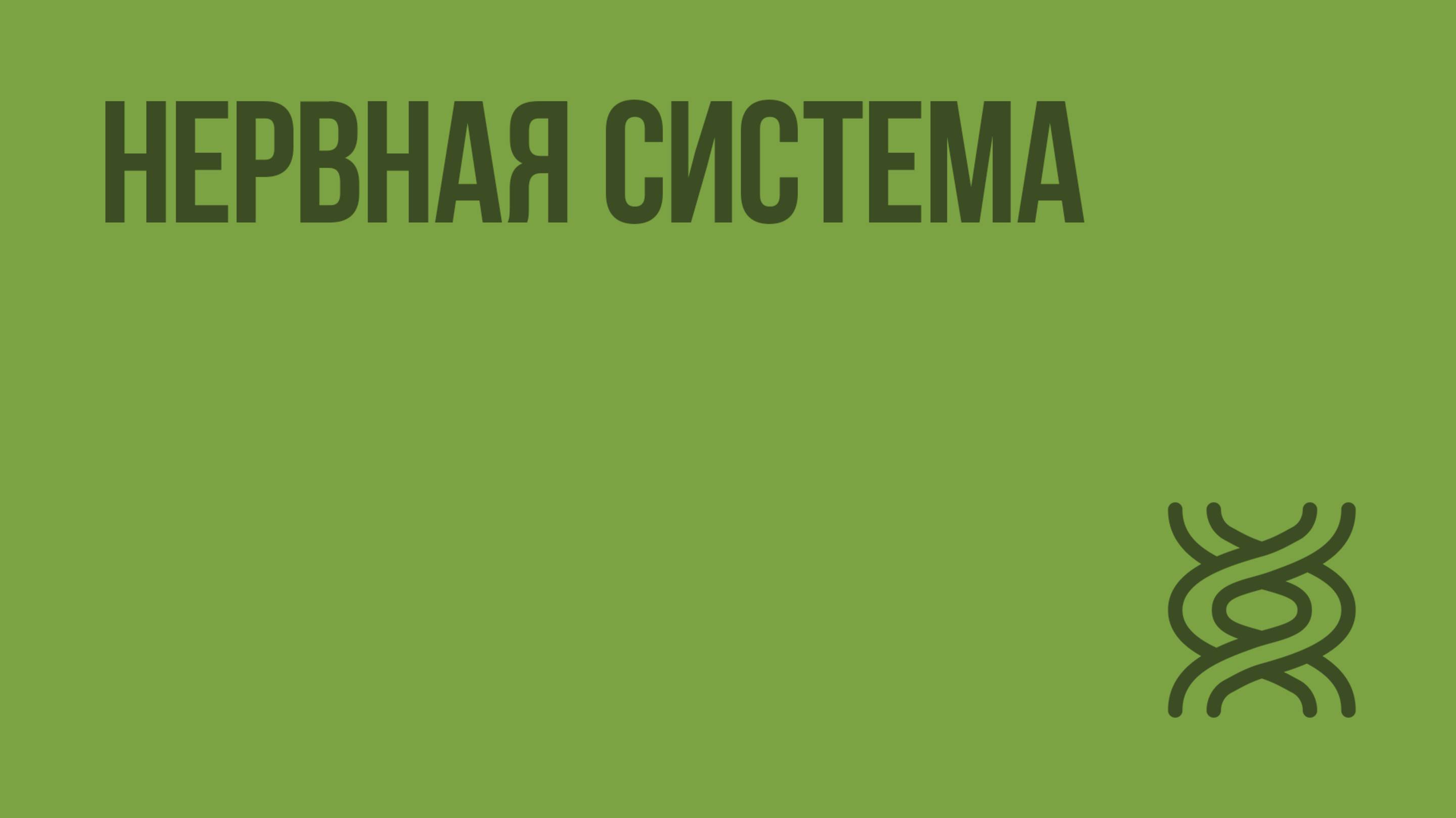 Нервная система. Видеоурок по биологии 7 класс