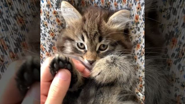 Сегодня Международный день кошек. По этому случаю делимся тремя научно подтверждёнными причинами,...