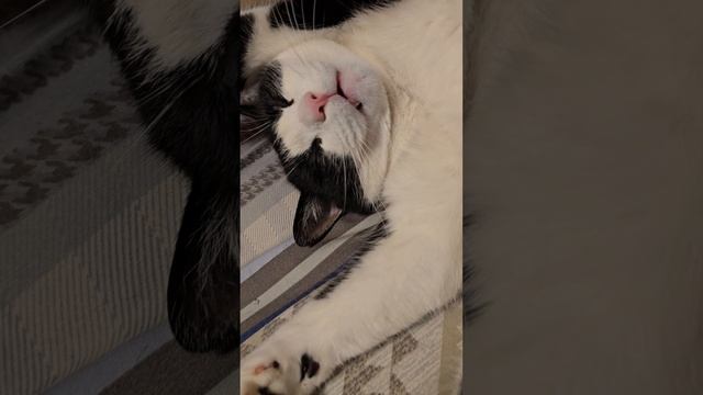 опять кот спит, бужу кота