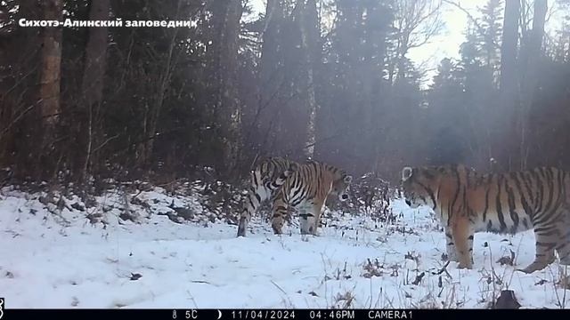 Видео из Сихотэ-Алинского заповедника Приморского края