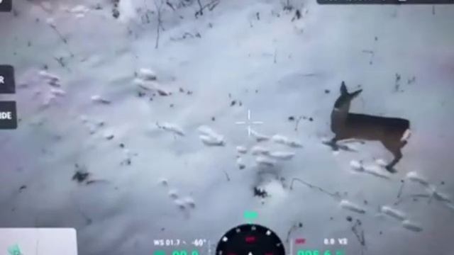 Оператор FPV-дронов во время боевой задачи наткнулся на группу оленят, ❤️ — красиво