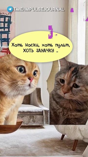 Находчивость #мыкотики #вмем #разговор #анекдот #шутки #животные #юмор #кошки #смешное #мемы #скетч