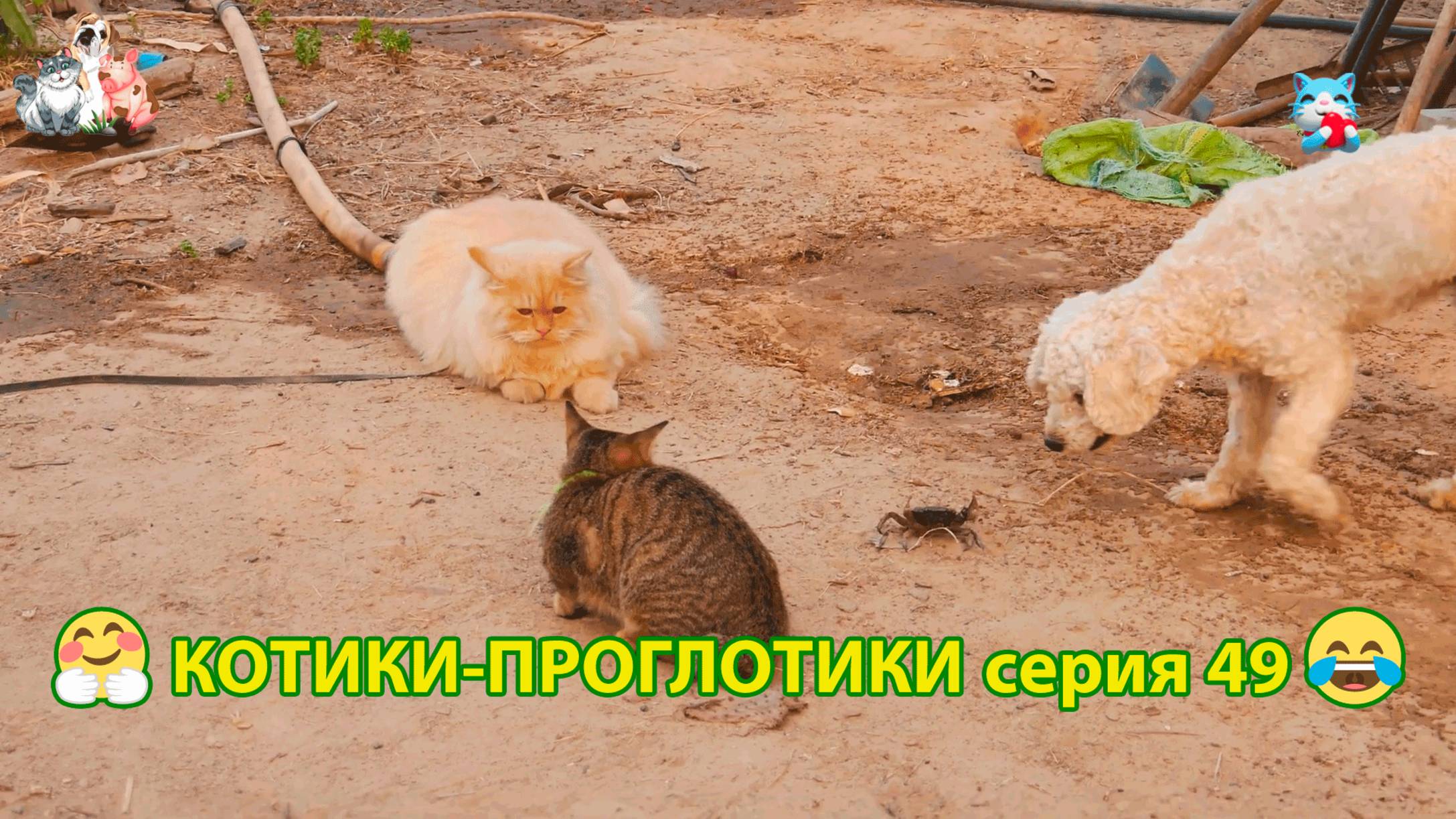 Котики-проглотики растут будущие птицеводы 🐈🐈😹 эпизод (49)