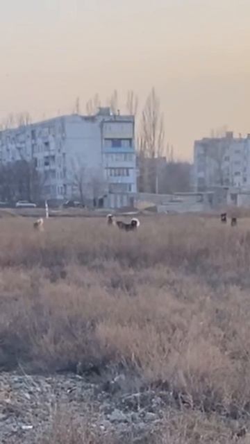 Боится только хозяина 😂
#кавказскийволкодав #алабай #кангал #гампр