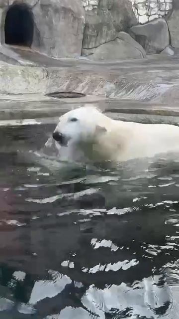 Белый медведь